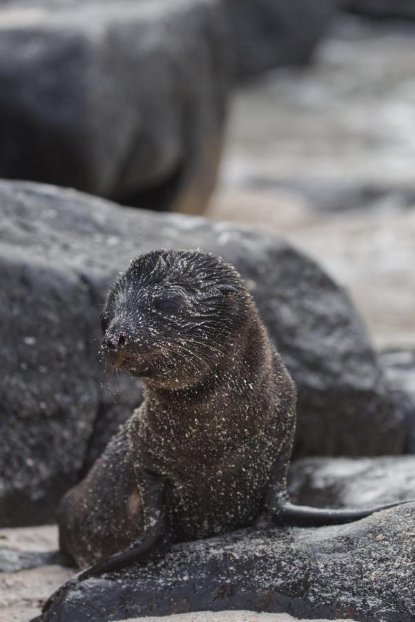 Suite Cielo, Discover The Magic Of Galapagos Puerto Baquerizo Moreno Zewnętrze zdjęcie
