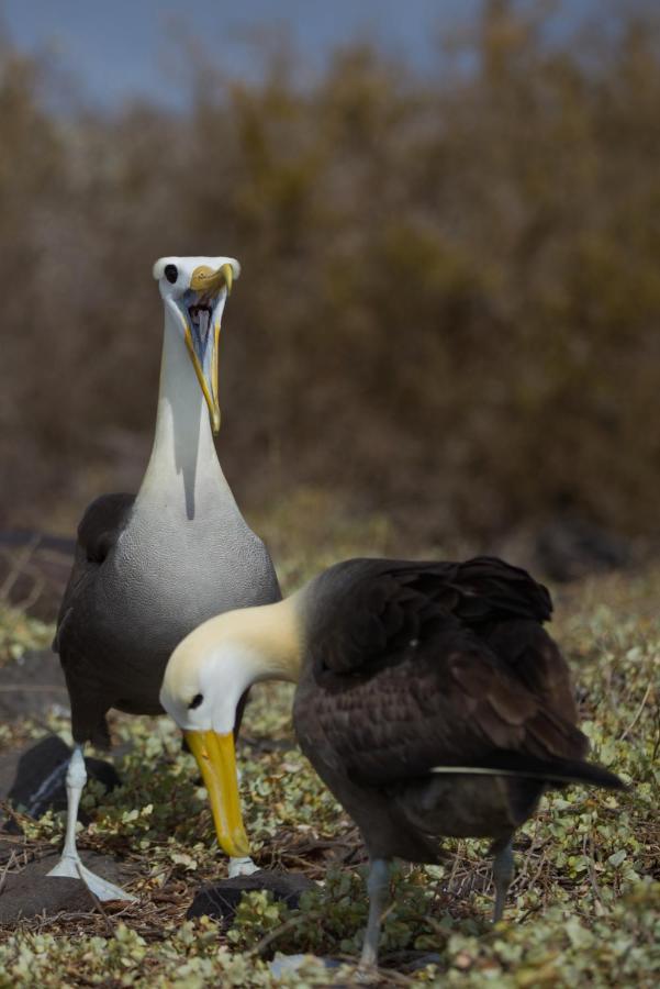 Suite Cielo, Discover The Magic Of Galapagos Puerto Baquerizo Moreno Zewnętrze zdjęcie